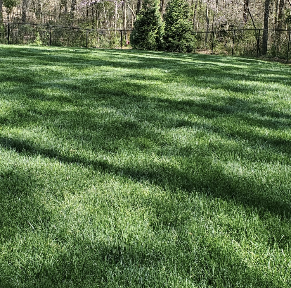 Lawn
