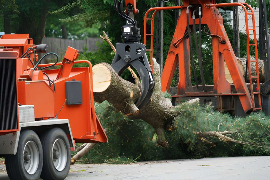 tree removal services